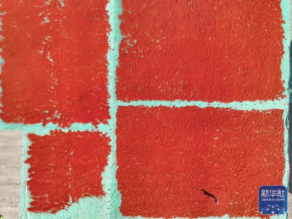 新疆裕民15万多亩红花迎来收获季