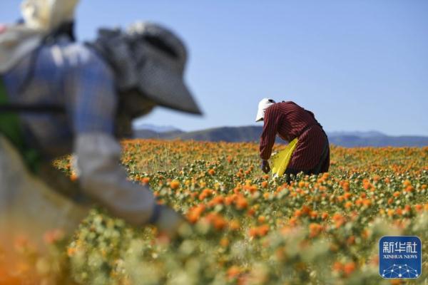 新疆裕民15万多亩红花迎来收获季