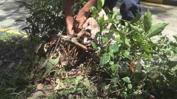 跟脸盆一样大!深圳一小区长满“灵芝”?有人立马摘回家... 跟脸盆一样大!深圳一小区长满“灵芝”?有人立马摘回家...