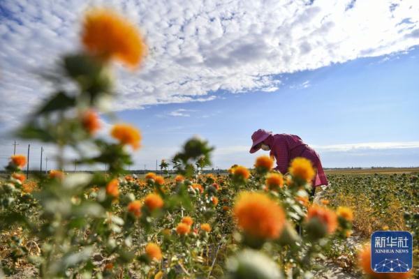 新疆裕民15万多亩红花迎来收获季