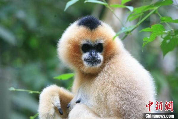 “极危”“濒危”标签难脱 专家介绍中国长臂猿保护进展 “极危”“濒危”标签难脱 专家介绍中国长臂猿保护进展