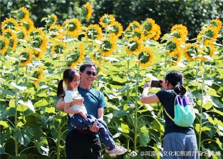 郑州植物园向日葵竞相绽放等你来