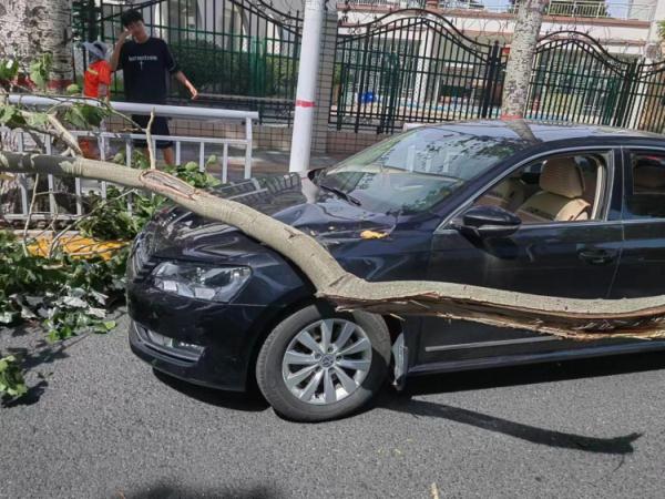 “天降”树枝砸伤私家车,车主不解为啥非得打官司 “天降”树枝砸伤私家车,车主不解为啥非得打官司