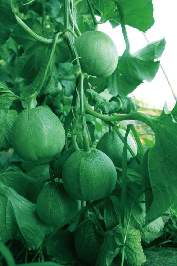 坐神舟飞船上过太空的食物啥味啊？真香！！！