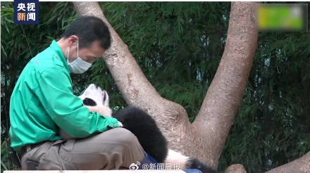 旅韩大熊猫爱宝乐宝夫妇即将迎来二胎宝宝 旅韩大熊猫爱宝乐宝夫妇即将迎来二胎宝宝