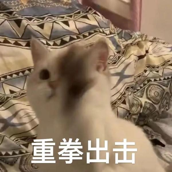 当心“蜂出没”！他们1小时摘除3个马蜂窝