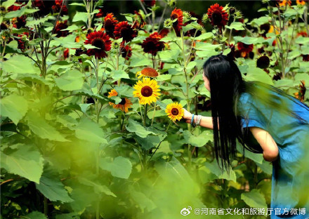 郑州植物园向日葵竞相绽放等你来