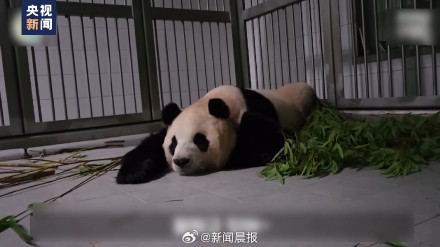 旅韩大熊猫爱宝乐宝夫妇即将迎来二胎宝宝 旅韩大熊猫爱宝乐宝夫妇即将迎来二胎宝宝