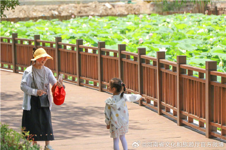 郑州紫荆山公园荷花绽放
