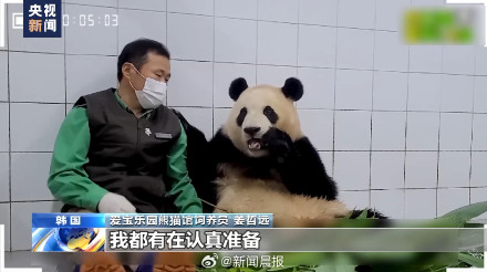 旅韩大熊猫爱宝乐宝夫妇即将迎来二胎宝宝 旅韩大熊猫爱宝乐宝夫妇即将迎来二胎宝宝