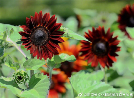 郑州植物园向日葵竞相绽放等你来
