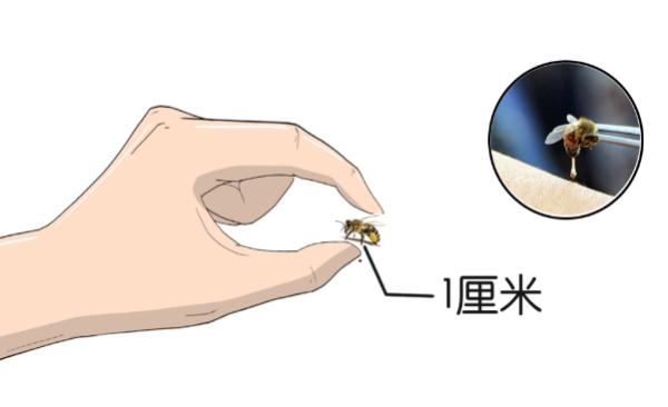 阜阳人警惕！遇到这几种虫子，千万别拍！后果很严重…