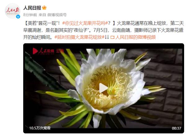 美若“昙花一现”！你见过火龙果开花吗