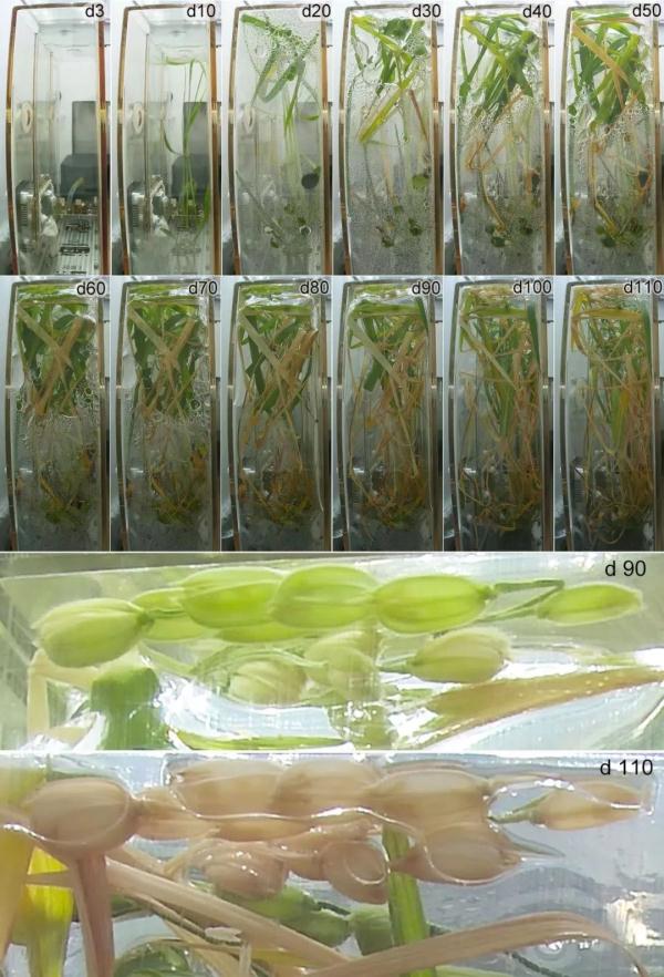 坐神舟飞船上过太空的食物啥味啊？真香！！！