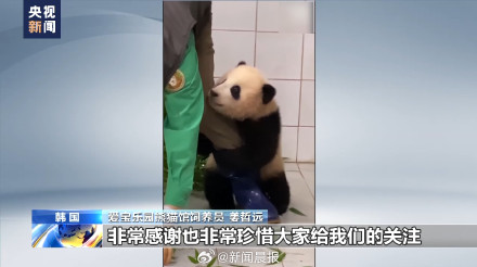 旅韩大熊猫爱宝乐宝夫妇即将迎来二胎宝宝 旅韩大熊猫爱宝乐宝夫妇即将迎来二胎宝宝