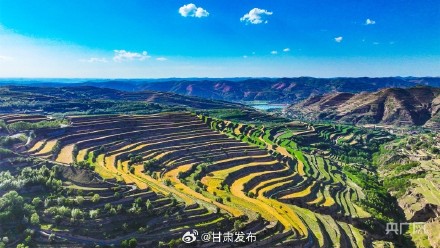 庄浪:麦黄时节 梯田美如画 庄浪:麦黄时节 梯田美如画