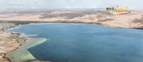 阿尔金山现奇观 沙湖共存生态为野生动物构建美好家园