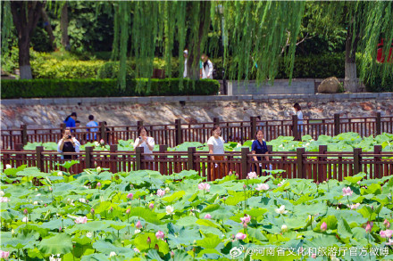 郑州紫荆山公园荷花绽放