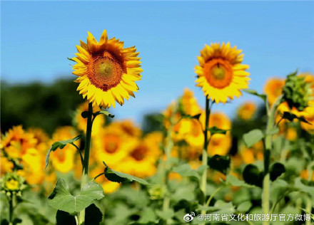 郑州植物园向日葵竞相绽放等你来