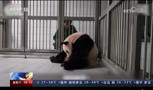 旅韩大熊猫爱宝有新宝宝啦