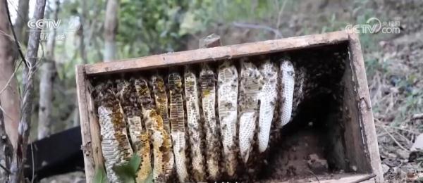 小小蜜蜂撬动“养收包销”产业链 林下养蜂铺就“甜蜜”致富路 小小蜜蜂撬动“养收包销”产业链 林下养蜂铺就“甜蜜”致富路