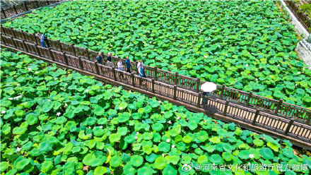 郑州紫荆山公园荷花绽放