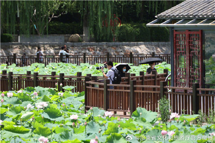 郑州紫荆山公园荷花绽放