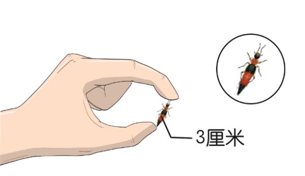 阜阳人警惕！遇到这几种虫子，千万别拍！后果很严重…