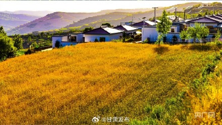 庄浪:麦黄时节 梯田美如画 庄浪:麦黄时节 梯田美如画