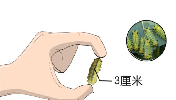 阜阳人警惕！遇到这几种虫子，千万别拍！后果很严重…