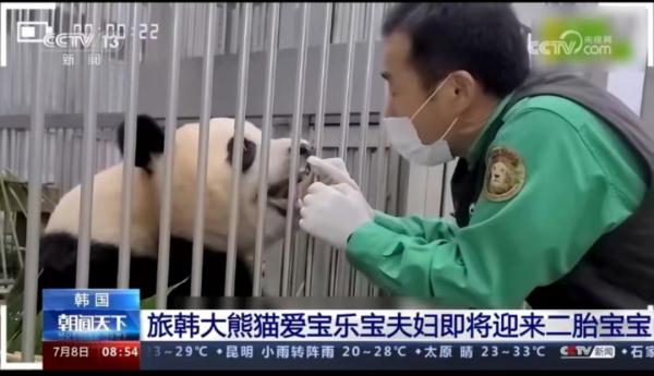 旅韩大熊猫爱宝有新宝宝啦