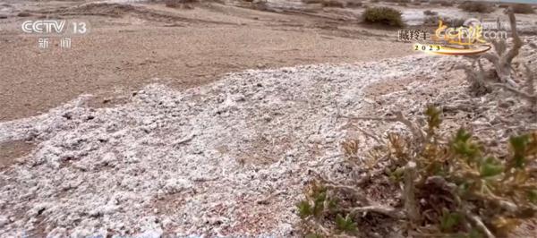 阿尔金山现奇观 沙湖共存生态为野生动物构建美好家园