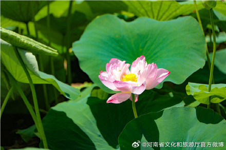 郑州紫荆山公园荷花绽放