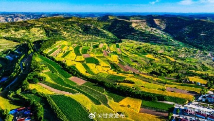 庄浪:麦黄时节 梯田美如画 庄浪:麦黄时节 梯田美如画