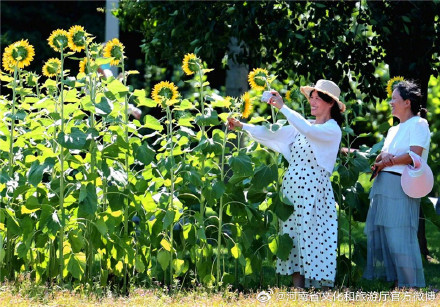郑州植物园向日葵竞相绽放等你来
