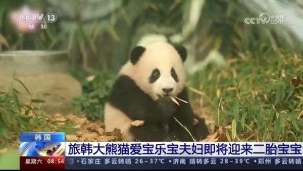 旅韩大熊猫爱宝有新宝宝啦