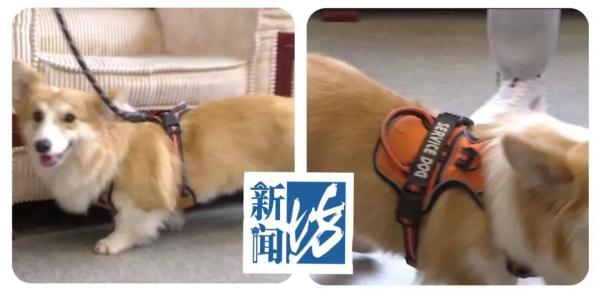 上海街头哪来的"哈基米"？居然还有这样的身份...