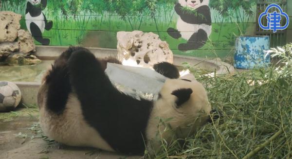 大热天，动物园里的动物是这么避暑的！