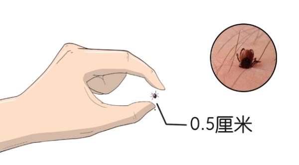 阜阳人警惕！遇到这几种虫子，千万别拍！后果很严重…