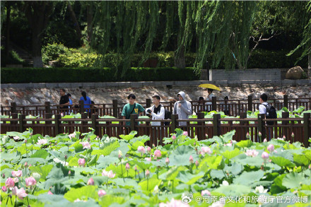郑州紫荆山公园荷花绽放