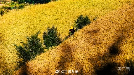 庄浪:麦黄时节 梯田美如画 庄浪:麦黄时节 梯田美如画