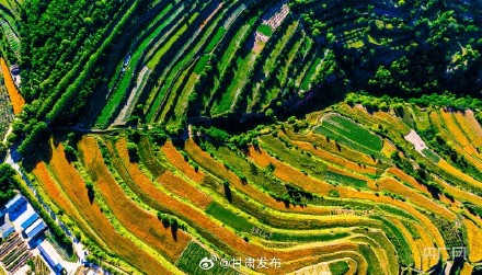 庄浪:麦黄时节 梯田美如画 庄浪:麦黄时节 梯田美如画