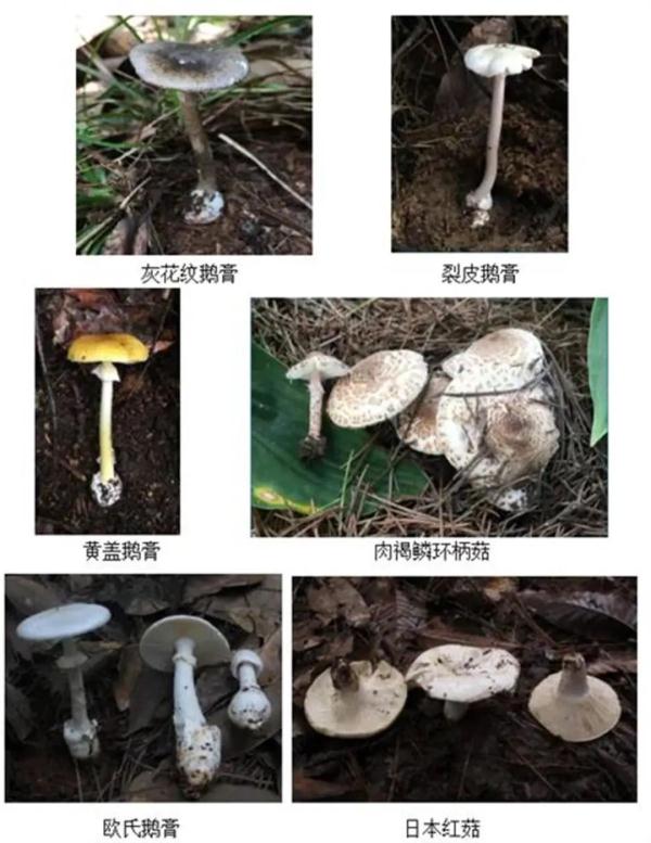 警惕！因为吃了这个，一家五口中毒