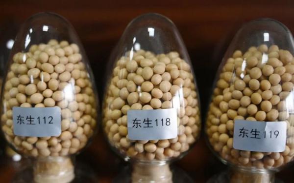 “想要得到它!”高校录取通知书有大豆7颗,连成7星,用时7年…… “想要得到它!”高校录取通知书有大豆7颗,连成7星,用时7年……