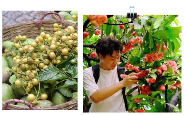 “根本吃不完！” 广东这些“水果大学”甜上热搜！