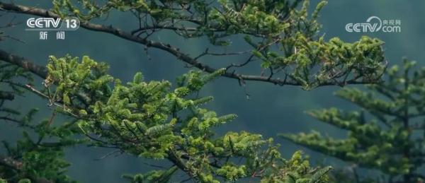 梵净山生态日益向好 形成山、水、动植物相互交融多样化生态环境