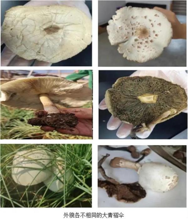 警惕！因为吃了这个，一家五口中毒