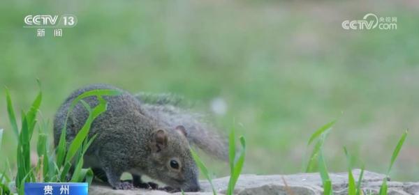 梵净山生态日益向好 形成山、水、动植物相互交融多样化生态环境