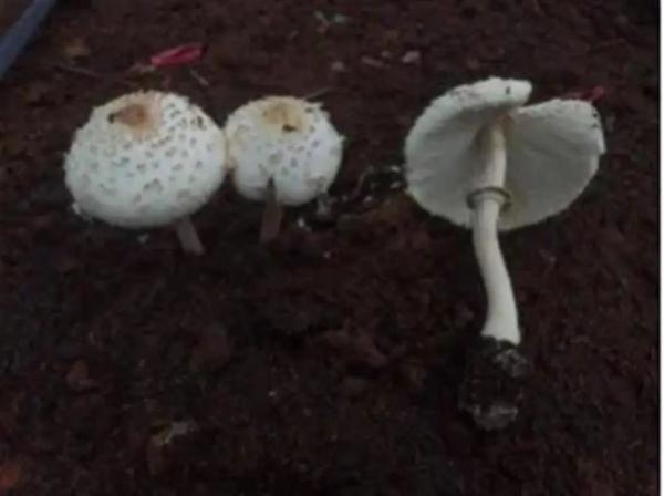 警惕！因为吃了这个，一家五口中毒