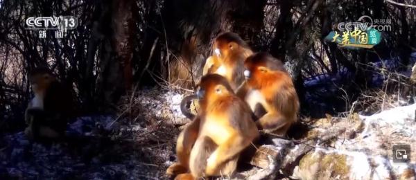 守护绿水青山生态安全 大熊猫野外栖息地更“宜居”